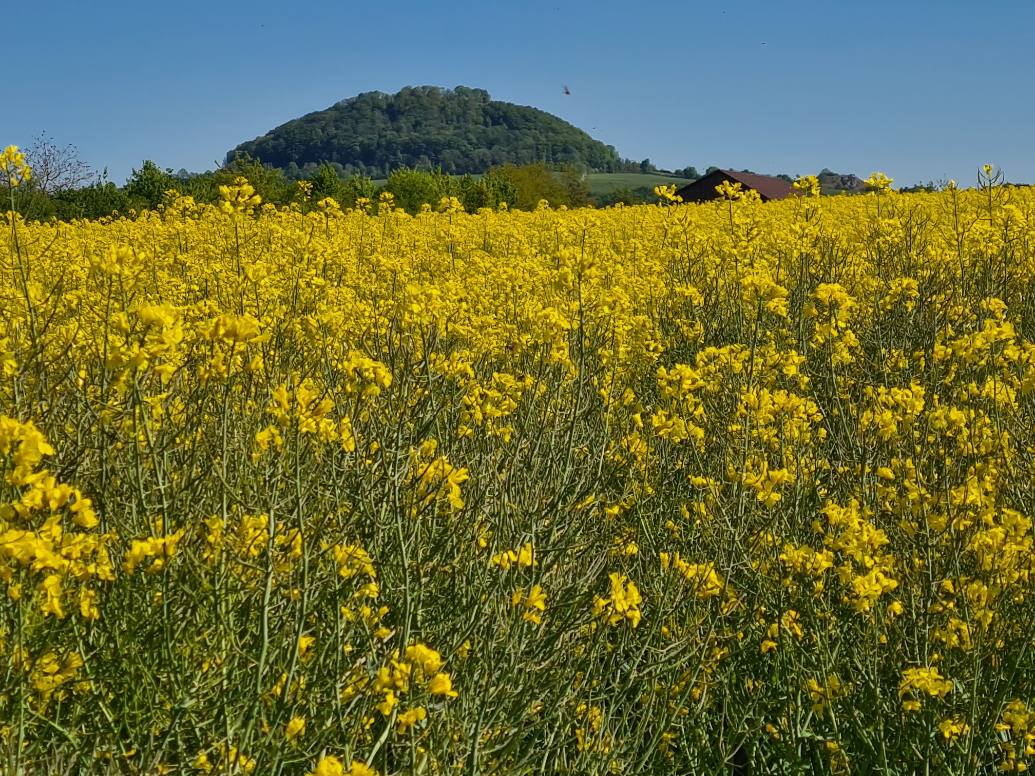 Der Hohenstaufen im Sommer
