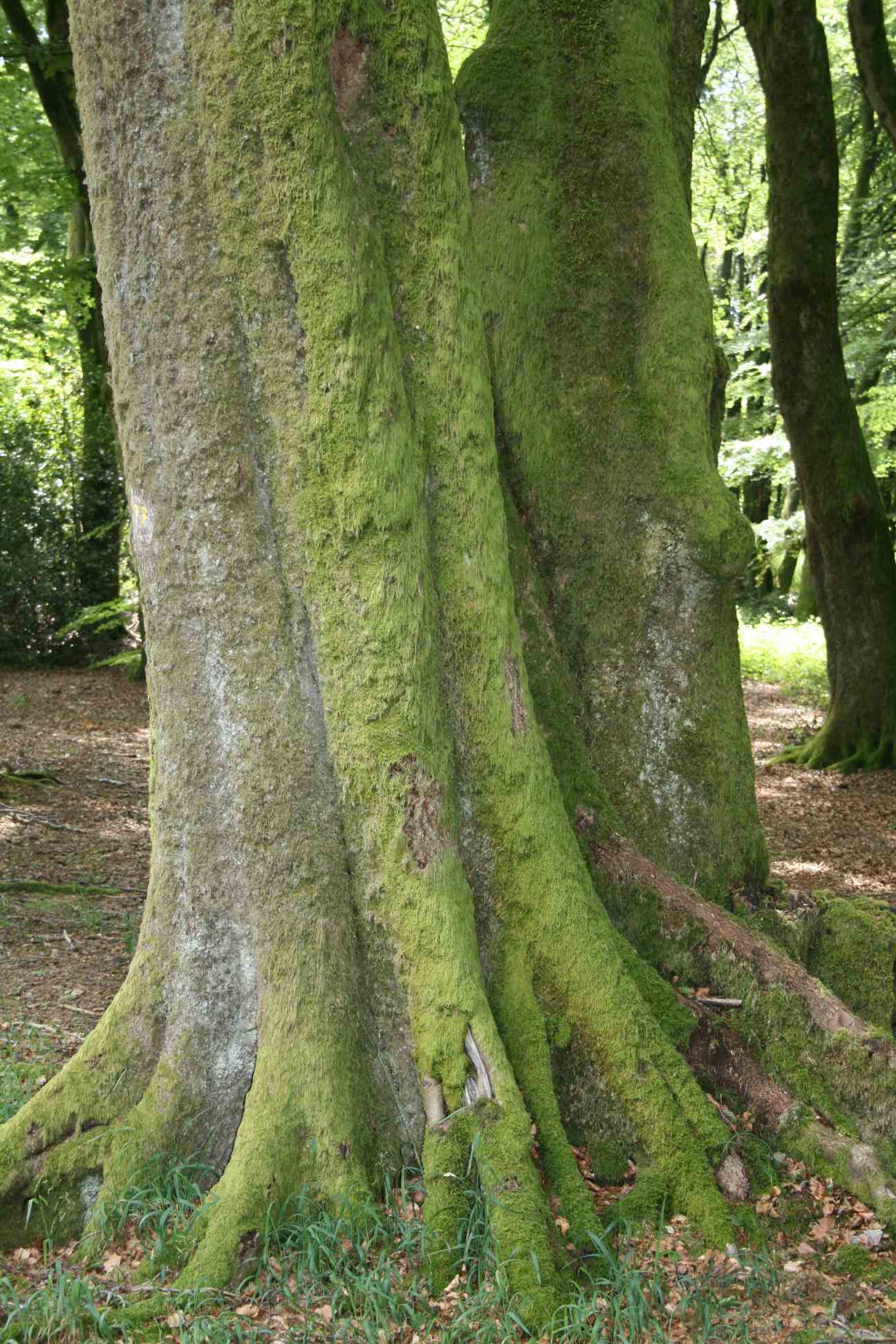 Bibracte